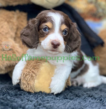 Load image into Gallery viewer, Belle is a long hair brown and white miniature Piebald Dachshund puppy - has found a new forever home!
