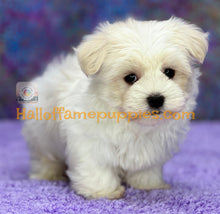 Load image into Gallery viewer, Biscuit - Maltese puppy - is currently on hold
