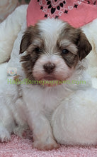 Load image into Gallery viewer, Loverboy - A hypoallergenic Havanese puppy
