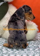 Load image into Gallery viewer, Oceane is a short hair dapple miniature Dachshund
