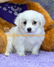 Load image into Gallery viewer, Dumplin - Maltese puppy
