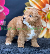 Load image into Gallery viewer, Juliet a F1b Mini Cava poo puppy
