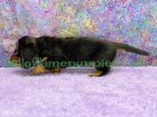 Load image into Gallery viewer, Ivy is a long hair Black and Tan Miniature Dachshund
