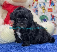 Load image into Gallery viewer, Hulk - Malte-poo / A Hypoallergenic puppy
