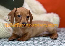 Load image into Gallery viewer, Lieutenant Dan is a Short hair Mini Dachshund
