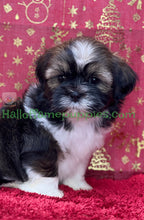 Load image into Gallery viewer, Holly - A hypoallergenic Shih tzu puppy
