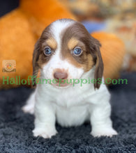 Load image into Gallery viewer, Annie is a long hair miniature Sable Piebald Dachshund puppy!
