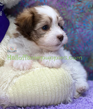 Load image into Gallery viewer, Rosie - Hypoallergenic Havanese puppy
