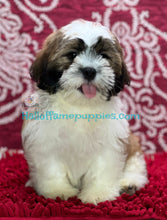 Load image into Gallery viewer, Barracuda - is a hypoallergenic Shih tzu puppy
