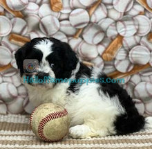 Load image into Gallery viewer, Satchel - Shih-poo
