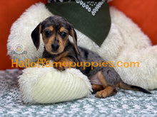 Load image into Gallery viewer, Oceane is a short hair dapple miniature Dachshund
