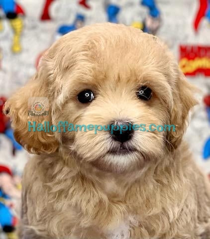 Lyra - Malte Poo / A Hypoallergenic puppy -' has found a new home!