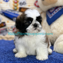 Load image into Gallery viewer, Hummer - is a hypoallergenic Shih tzu puppy
