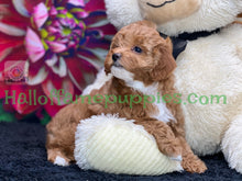 Load image into Gallery viewer, Juliet a F1b Mini Cava poo puppy
