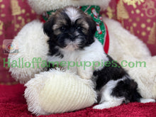 Load image into Gallery viewer, Holly - A hypoallergenic Shih tzu puppy
