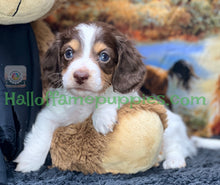 Load image into Gallery viewer, Belle is a long hair brown and white miniature Piebald Dachshund puppy - has found a new forever home!
