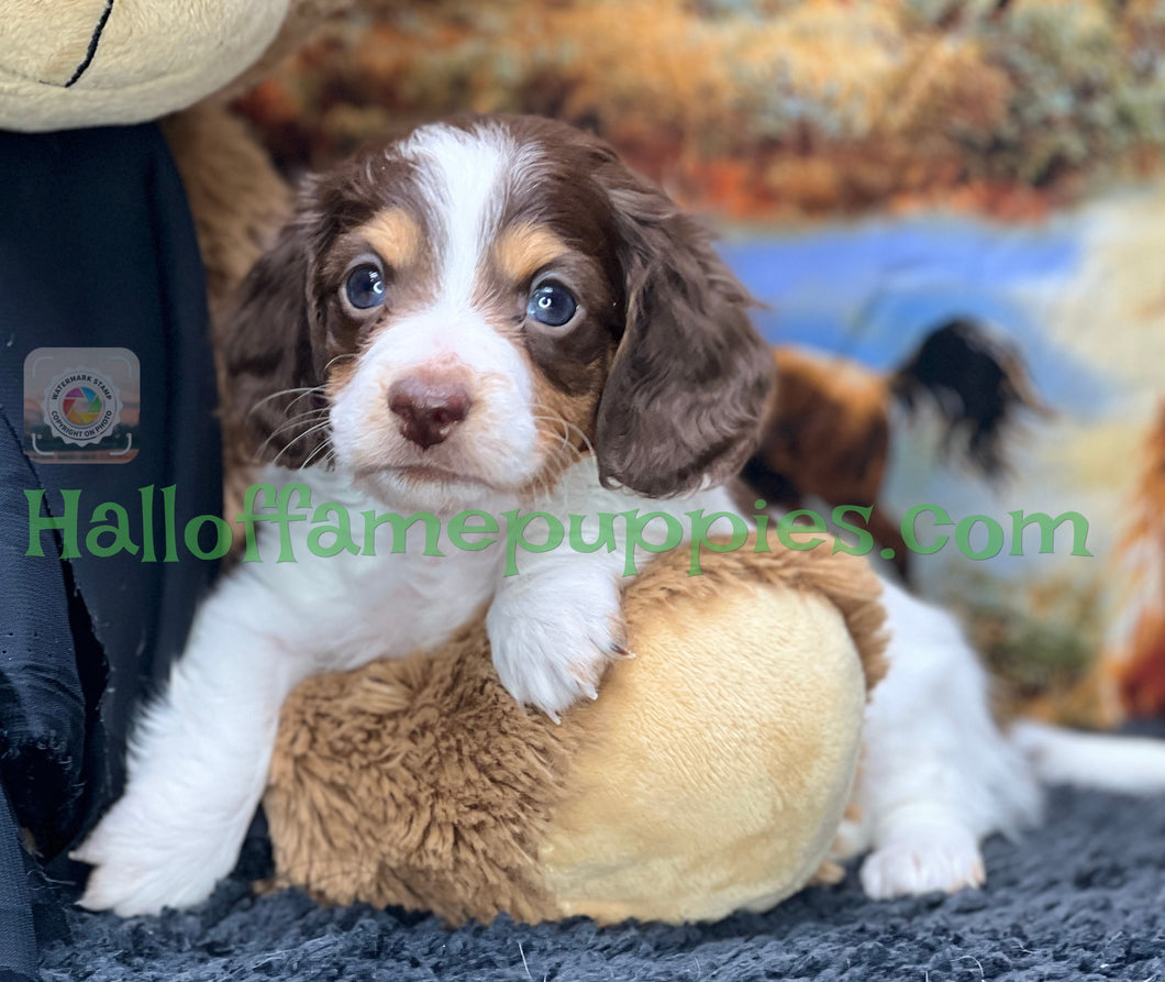 Belle is a long hair brown and white miniature Piebald Dachshund puppy - has found a new forever home!