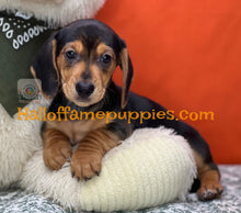 Load image into Gallery viewer, Commander is a Short hair Mini Dachshund
