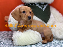 Load image into Gallery viewer, Jenny is a short hair miniature Dachshund puppy
