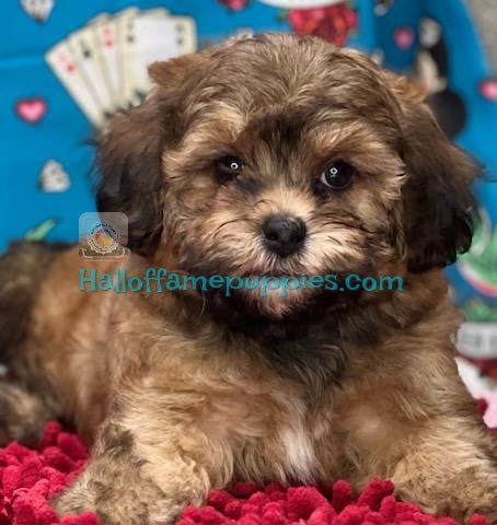 Garnet - Shih-poo - hypoallergenic puppy - Has bee adopted!