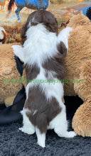 Load image into Gallery viewer, Belle is a long hair brown and white miniature Piebald Dachshund puppy - has found a new forever home!
