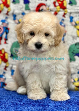 Load image into Gallery viewer, Thor - Malte-poo / A Hypoallergenic puppy
