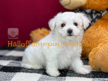 Load image into Gallery viewer, Dreamboat Annie - Bichon Frise puppy
