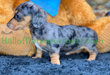 Load image into Gallery viewer, Shiloh is a short hair miniature silver dapple Dachshund!
