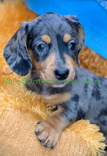 Load image into Gallery viewer, Shiloh is a short hair miniature silver dapple Dachshund!
