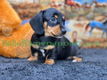 Load image into Gallery viewer, Montana is a Miniature short hair Dachshund puppy
