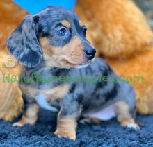 Load image into Gallery viewer, Shiloh is a short hair miniature silver dapple Dachshund!
