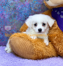 Load image into Gallery viewer, Dumplin - Maltese puppy
