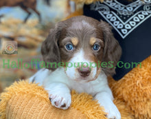 Load image into Gallery viewer, &quot;Jesse is a stunning Sable Piebald Long Hair Miniature Dachshund puppy&quot;
