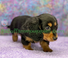 Load image into Gallery viewer, Ivy is a long hair Black and Tan Miniature Dachshund
