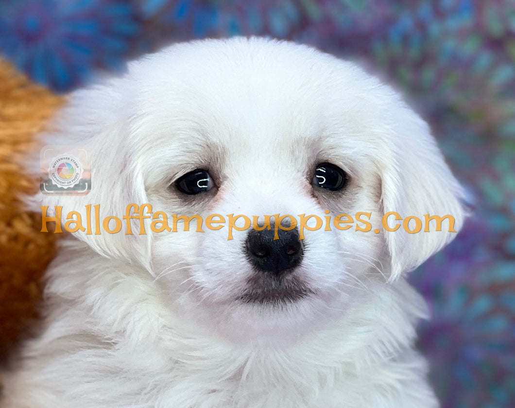 Dumplin - Maltese puppy