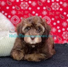 Load image into Gallery viewer, Sheri- An F1b Mini Aussiedoodle - has found her forever home!

