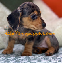 Load image into Gallery viewer, Oceane is a short hair dapple miniature Dachshund
