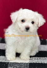 Load image into Gallery viewer, Dreamboat Annie - Bichon Frise puppy
