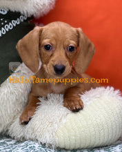 Load image into Gallery viewer, Jenny is a short hair miniature Dachshund puppy
