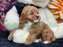 Load image into Gallery viewer, Juliet a F1b Mini Cava poo puppy
