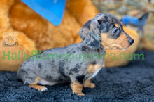 Load image into Gallery viewer, Shiloh is a short hair miniature silver dapple Dachshund!
