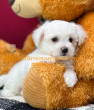 Load image into Gallery viewer, Dreamboat Annie - Bichon Frise puppy
