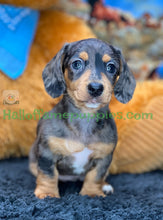 Load image into Gallery viewer, Shiloh is a short hair miniature silver dapple Dachshund!
