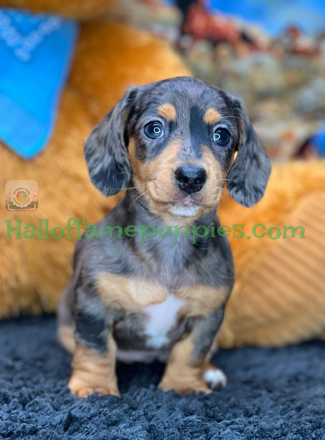 Shiloh is a short hair miniature silver dapple Dachshund!