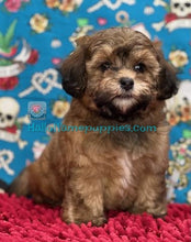 Load image into Gallery viewer, Garnet - Shih-poo - hypoallergenic puppy - Has bee adopted!
