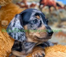 Load image into Gallery viewer, Dixie is a short hair miniature silver dapple Dachshund
