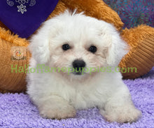 Load image into Gallery viewer, Jet - an ACA registerable Bichon Frise puppy - has found his new home!
