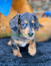 Load image into Gallery viewer, Shiloh is a short hair miniature silver dapple Dachshund!
