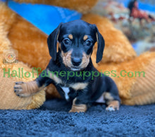 Load image into Gallery viewer, Montana is a Miniature short hair Dachshund puppy
