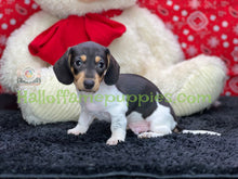 Load image into Gallery viewer, &quot;Rebel&quot; A Short hair Sable Piebald Mini Dachshund
